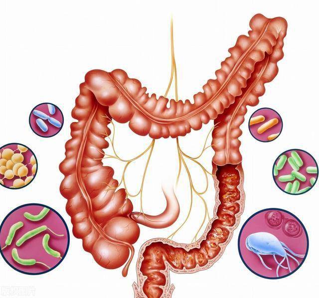 在家怎么做肠道菌群检测 9a4f41d331c3415cb0f8b740de3248b2.jpeg