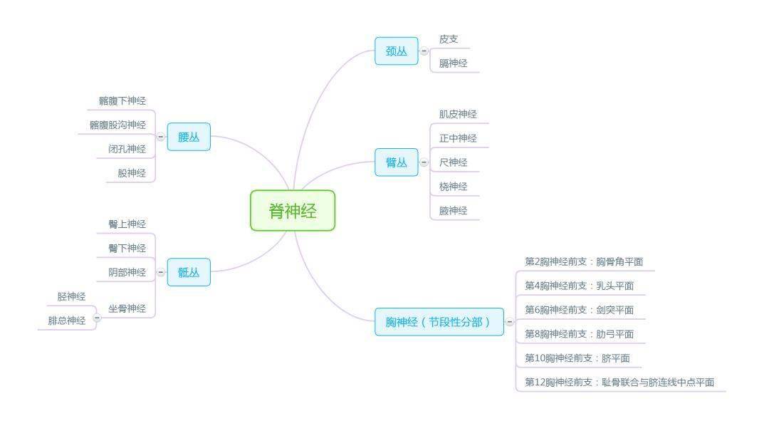 周围神经系统一,脊神经脊神经与脊髓相连,共31对,由前,后根在椎间孔处