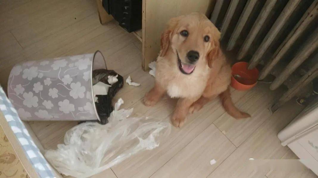 怎么教狗狗趴 22f80ee559224a48ae3205a3a9ab1797.jpeg