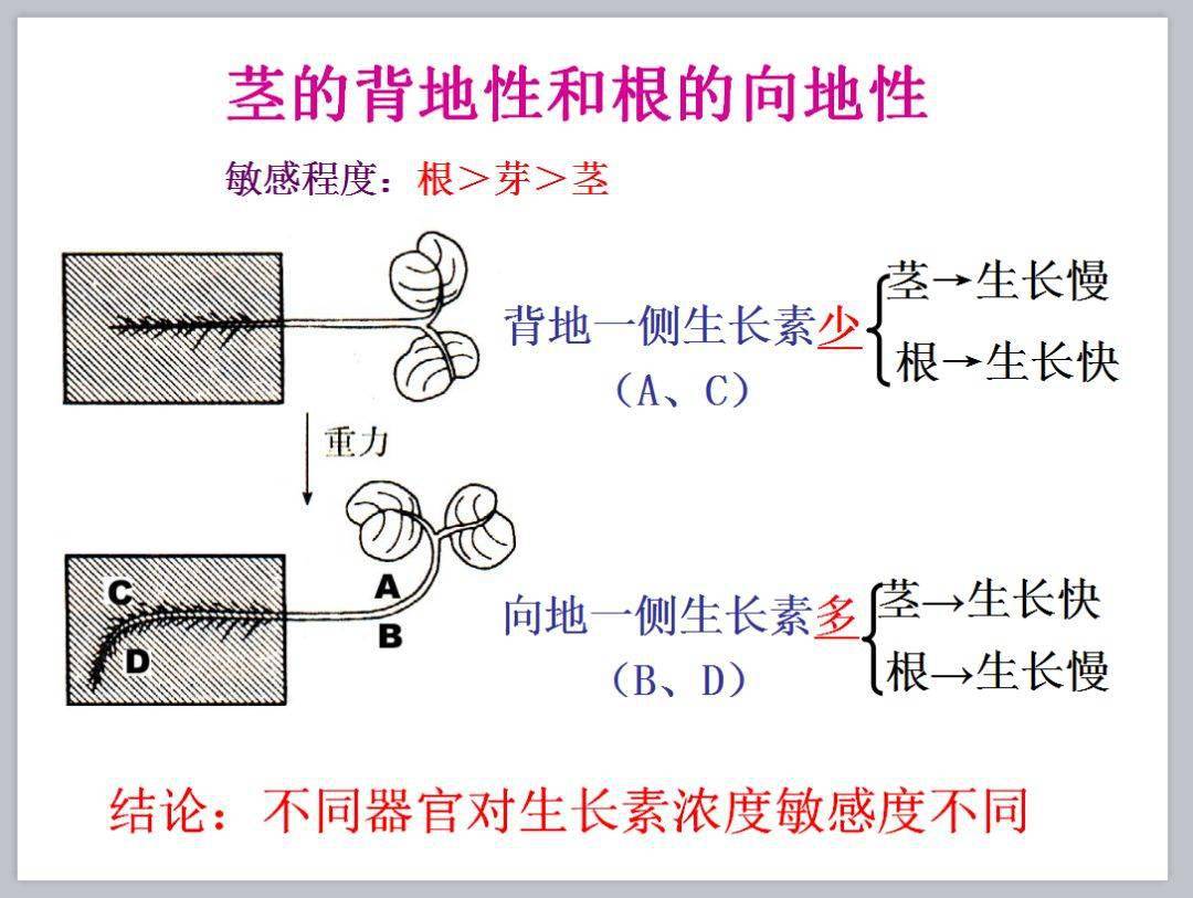 高中生物生长素的生理作用知识讲解