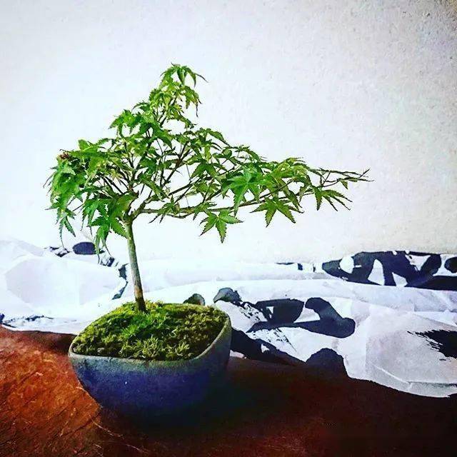 来学学山野草玩家的家里头是怎么摆盆景的!