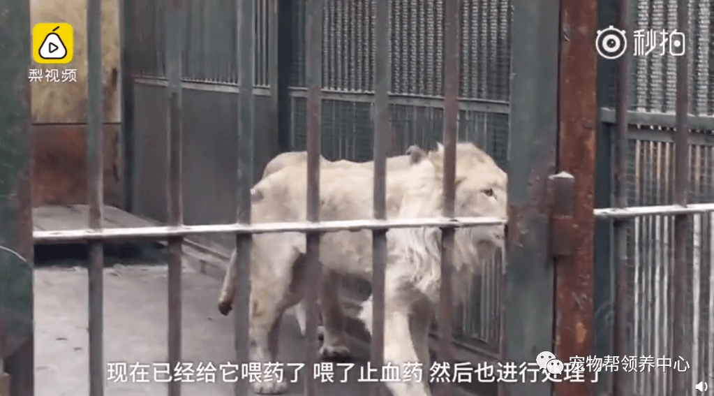 人口两头_两头身的q版人物