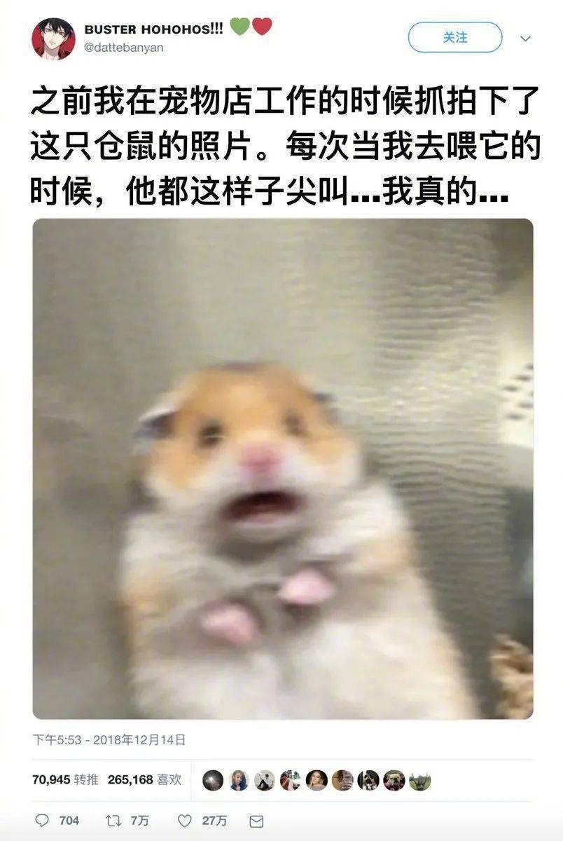 仓鼠害怕怎么办