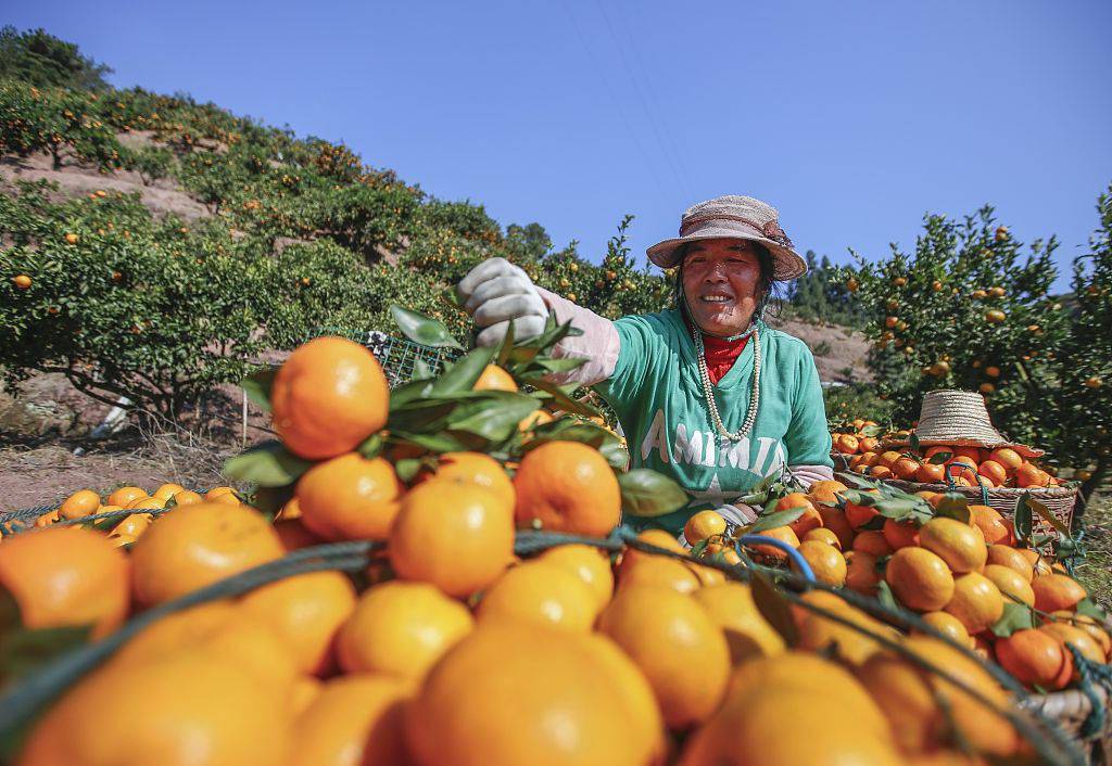 金灿灿的橘子丰收了,果农们趁着晴好天气,抓紧时间采摘.