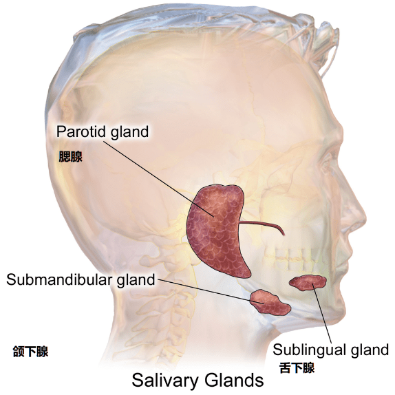 大唾液腺,图片来源《medical gallery of blausen medical 2014》