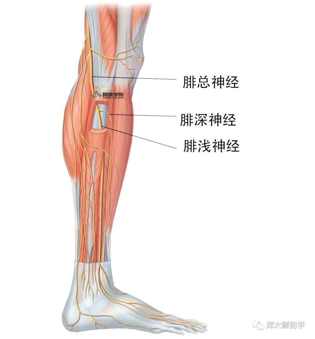 图334 小腿肌（前面观）-人体解剖组织学-医学
