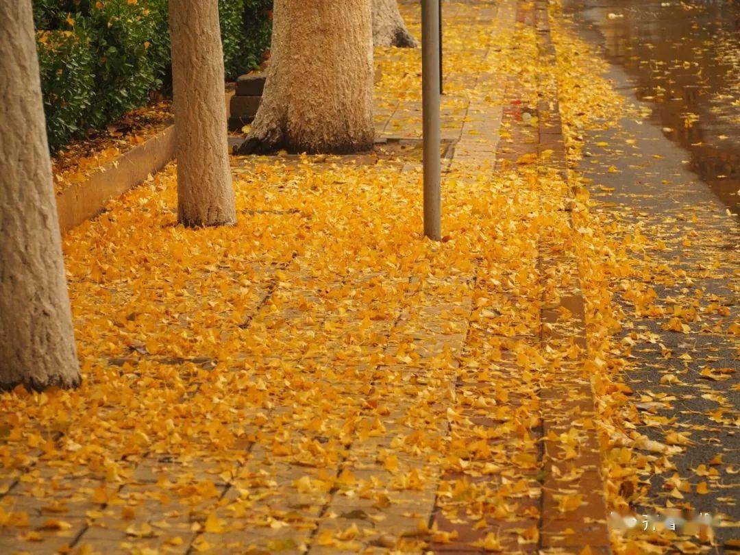 一夜入冬!济南首场冬雨为70年来11月最大,朋友圈被落叶美图刷屏