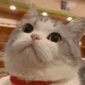 历史回顾｜网红猫咪 | 大头表情包（二）