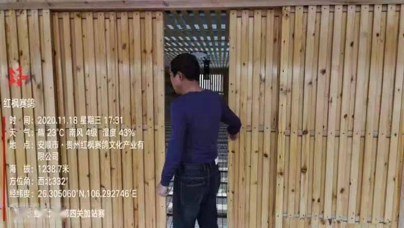 
红枫大棚第四关加站赛集鸽现场视频及图片：华体会体育hth官方网站(图8)