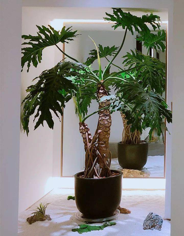 适合在家里养的蕨类植物 a45d078e744647bd93b5b659827e4c3e.jpeg