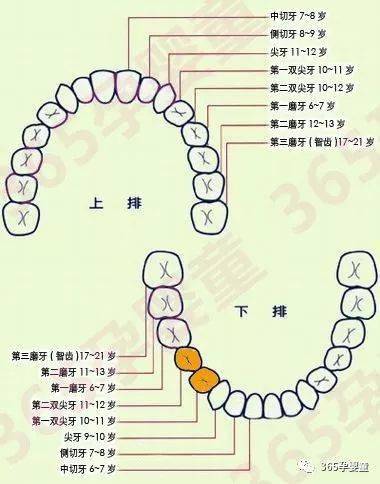 大全|宝宝牙齿护理大全