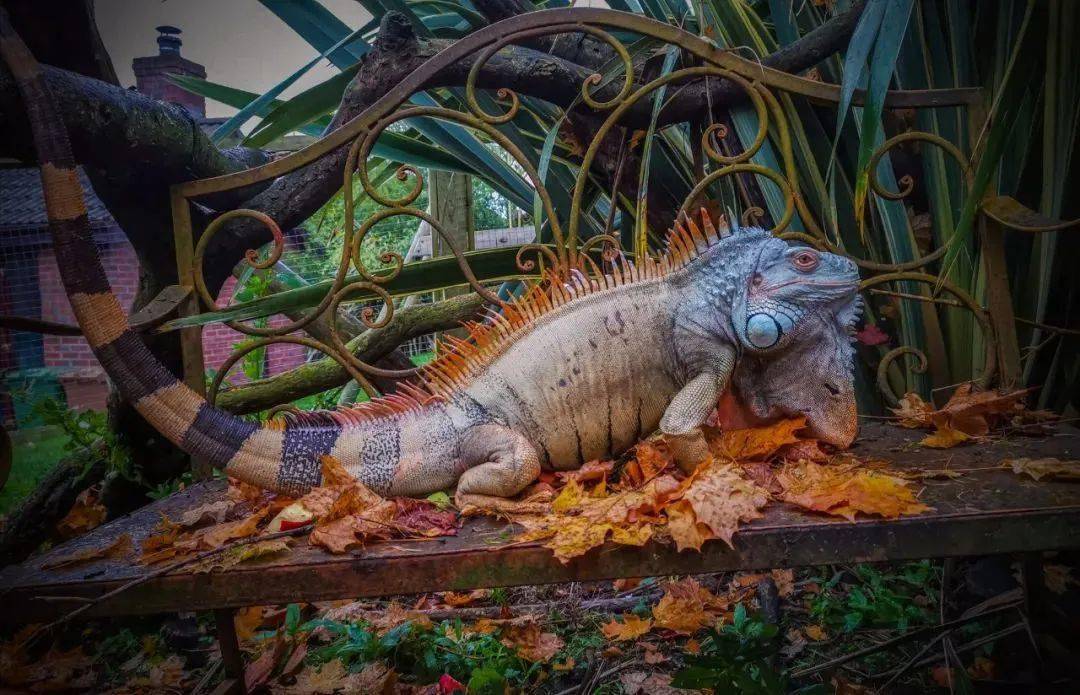 国外网友拍摄的绿鬣蜥室外造景,绽放浓浓秋意!