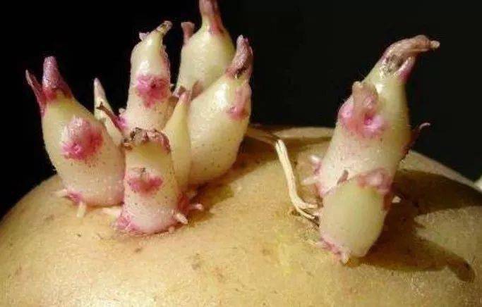 所以吃发芽或者变绿的土豆,处理不好很容易导致食物中毒. 木薯