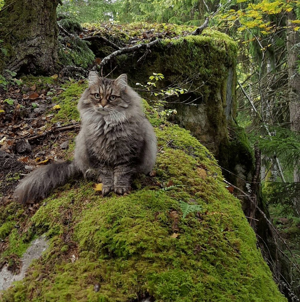 家门口就是森林,猫很喜欢在里面玩耍,简直像是小精灵一样!