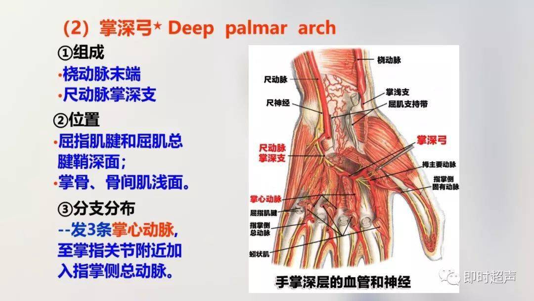 经典珍藏版70张超详细上肢解剖图示注解