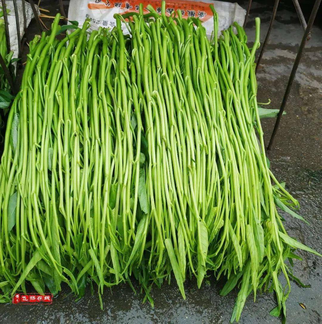 博白县地处广西东南部,属南亚热带向热带过渡的季风气候,光,热,水资源