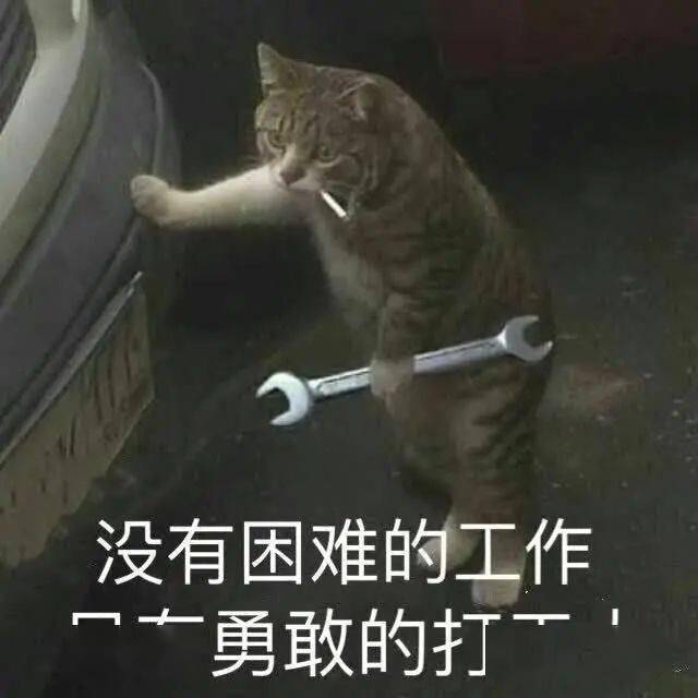 第60期喵表情|干饭猫!干饭魂,干饭都是猫上猫