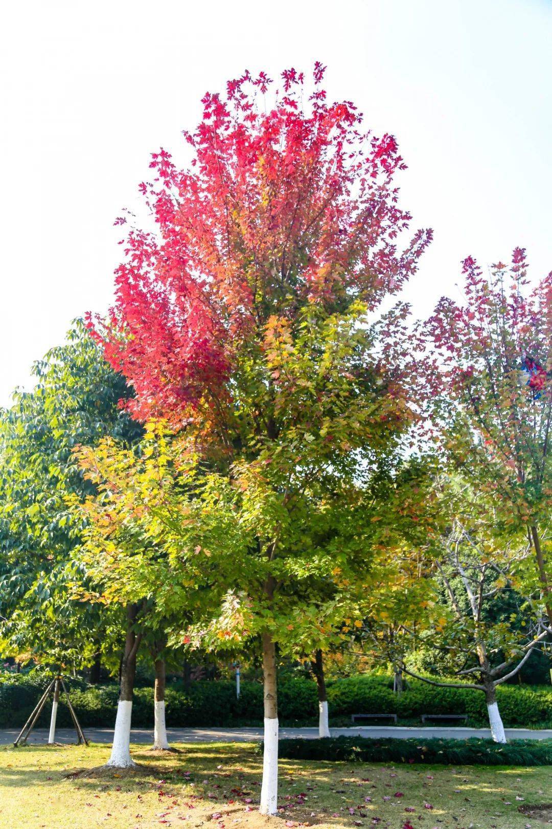 【智慧旅游】秋季限定色叶树!快将油画般的秋天藏进口袋里吧!