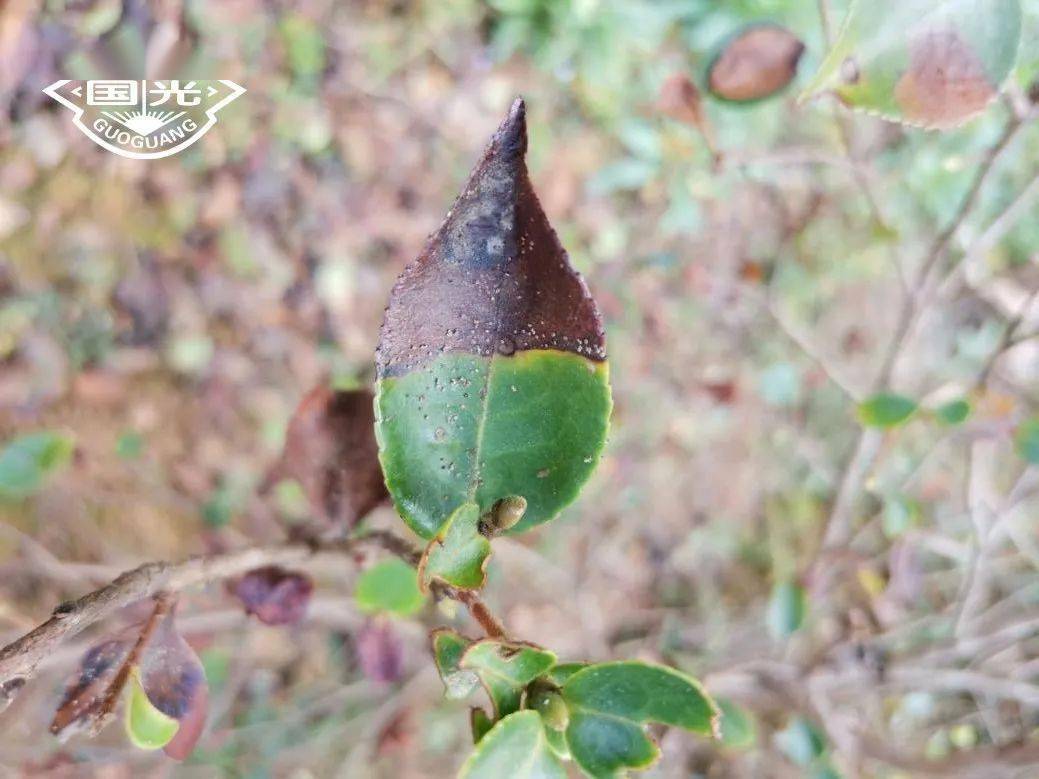 技术油茶炭疽病识别及防治方法