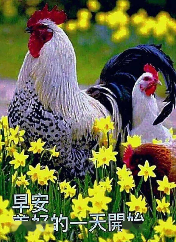 11月23日清晨早上好动画表情图带字 清晨祝福朋友经典