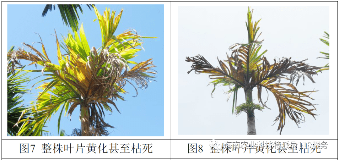 技术指导来了槟榔黄化病防控明白纸农户版