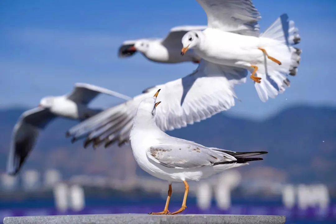 我想回昆明过冬_海鸥