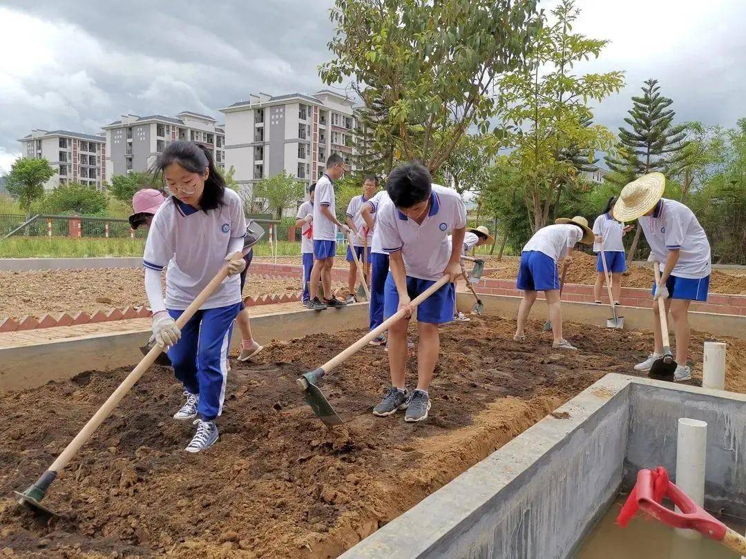 学校空地变水田 学生劳动打造真人版"开心农场"