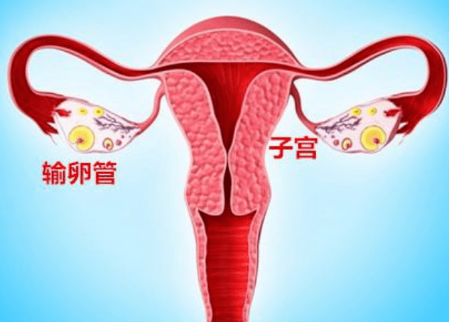 精子和卵子的爱情故事 一般输卵管堵塞分为三种类型: 1  输卵管通而不