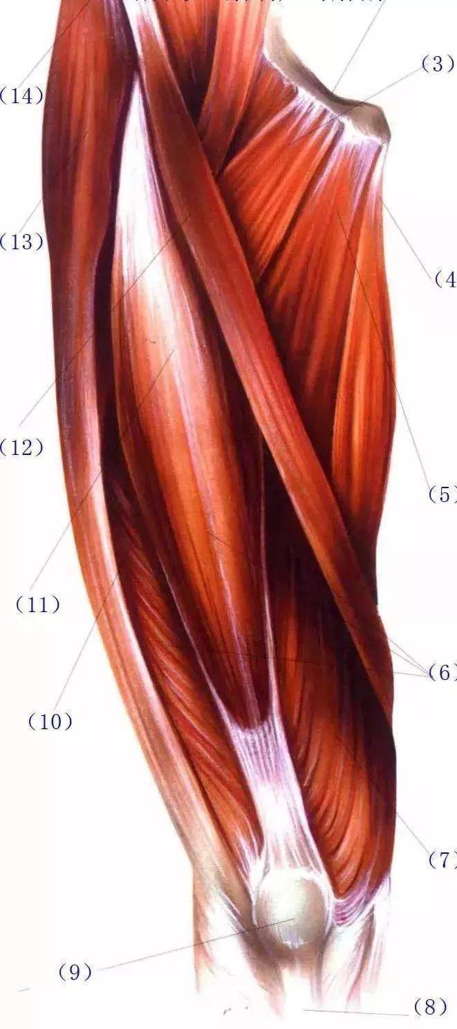 【图文】臀部浅层与深层肌肉解剖