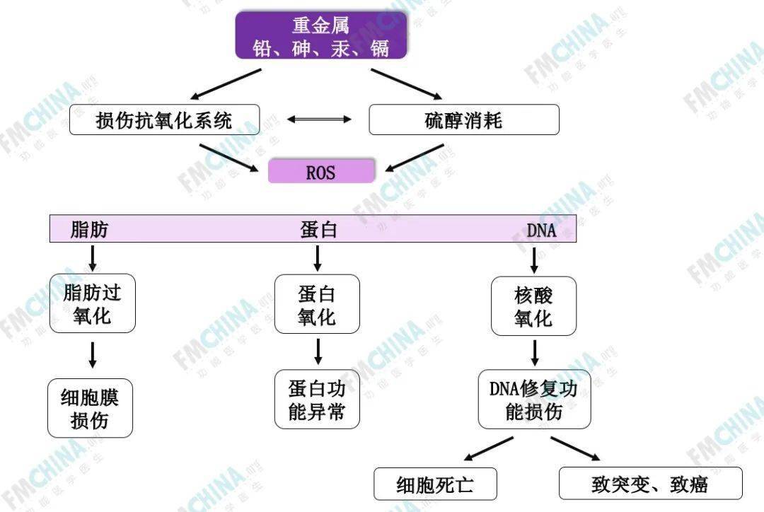 功能医学专业分享毒素引发生理失衡的作用机制