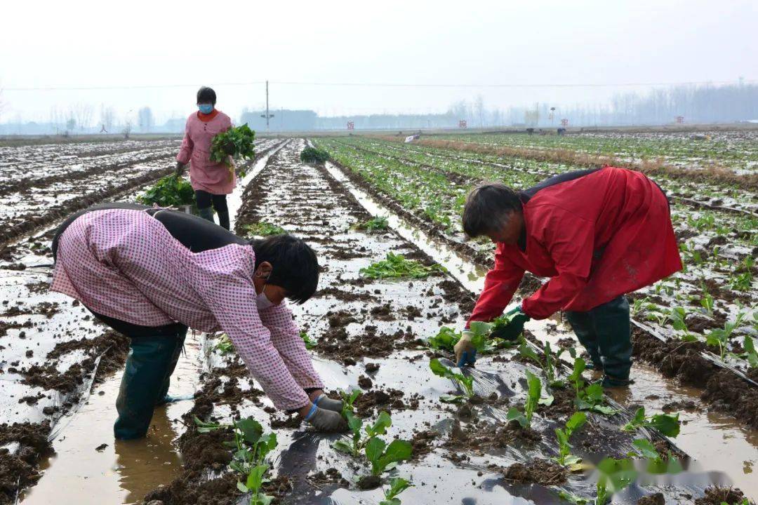 67归昌乡抢抓农时移栽油菜秧苗