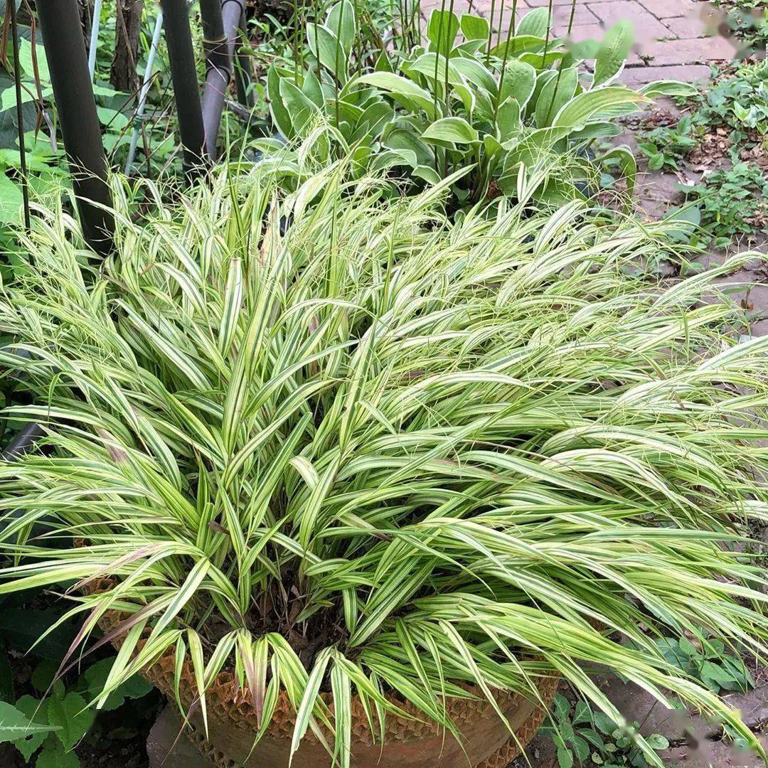 花叶箱根草花叶玉竹花叶苘麻花叶香蕉熊童子白锦甚至于锦斑植物的