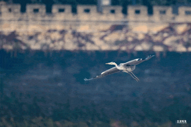 它们个个身姿绰约,或昂首挺胸在水中游弋,或展翅飞翔逐水追鱼,或搔首