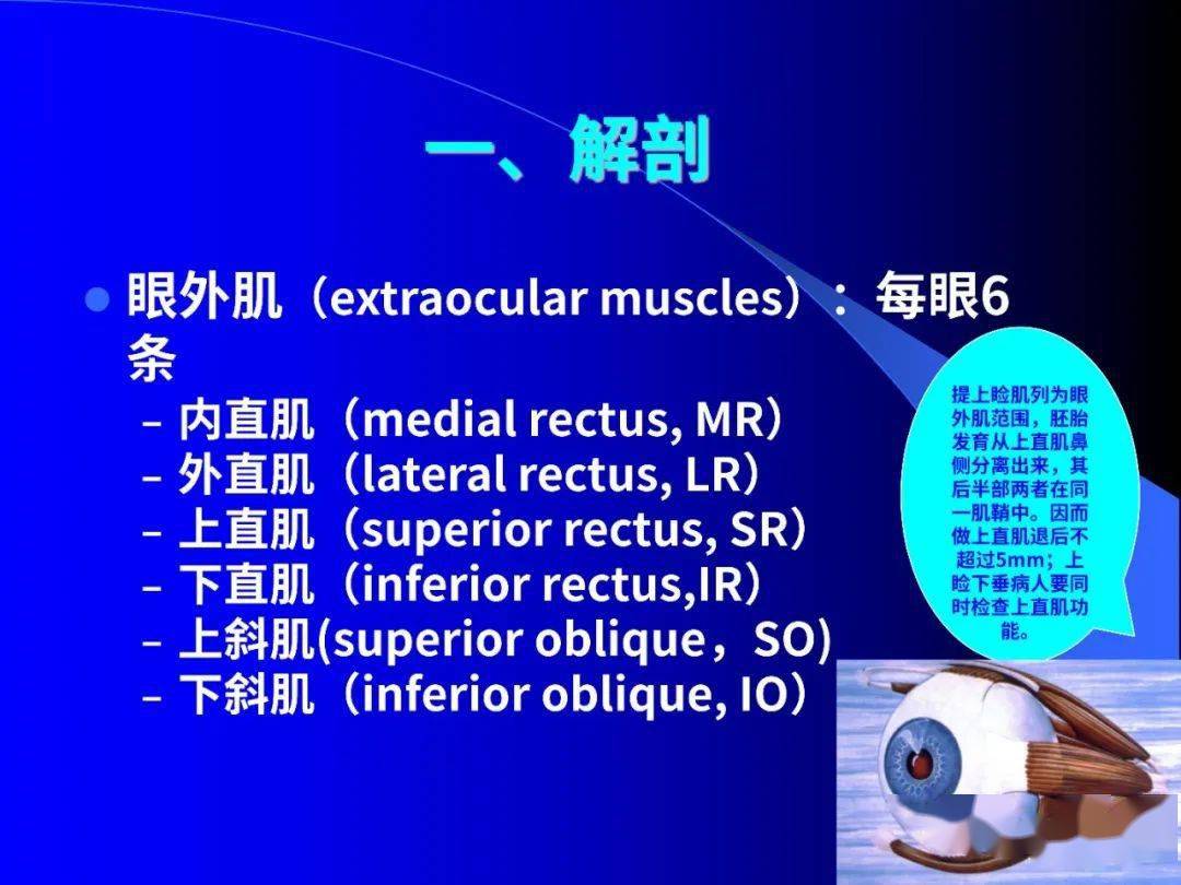 眼外肌解剖与运动生理