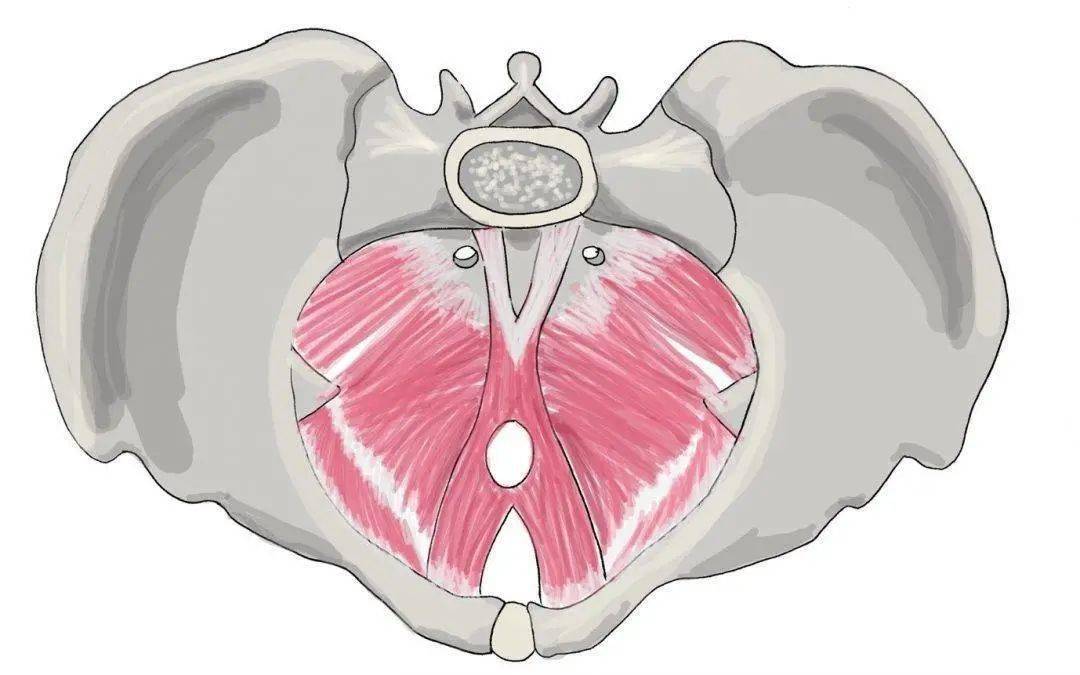 盆底肌群齐力交织成一张肌肉"吊床",支撑膀胱,子宫