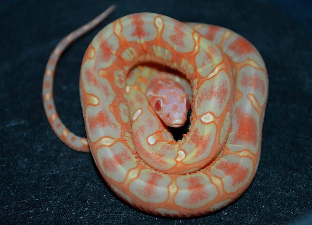 15 白化红无鳞玉米蛇amelanistic scaleless corn snakeposs het.