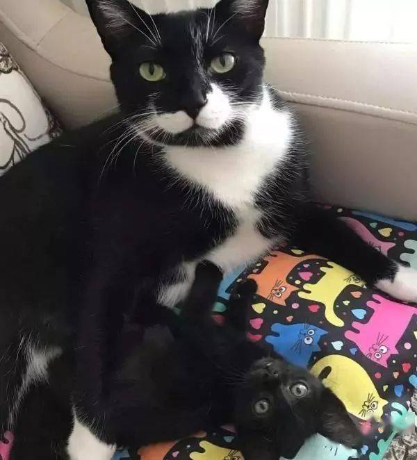 白胡子黑白猫当起小宾宾奶爸大猫长大会跟我一样帅气