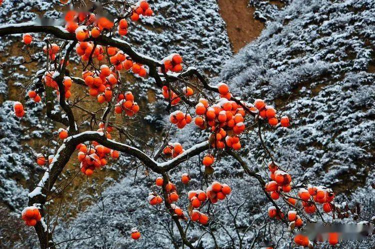 赵喜中丨又见乡间雪里红