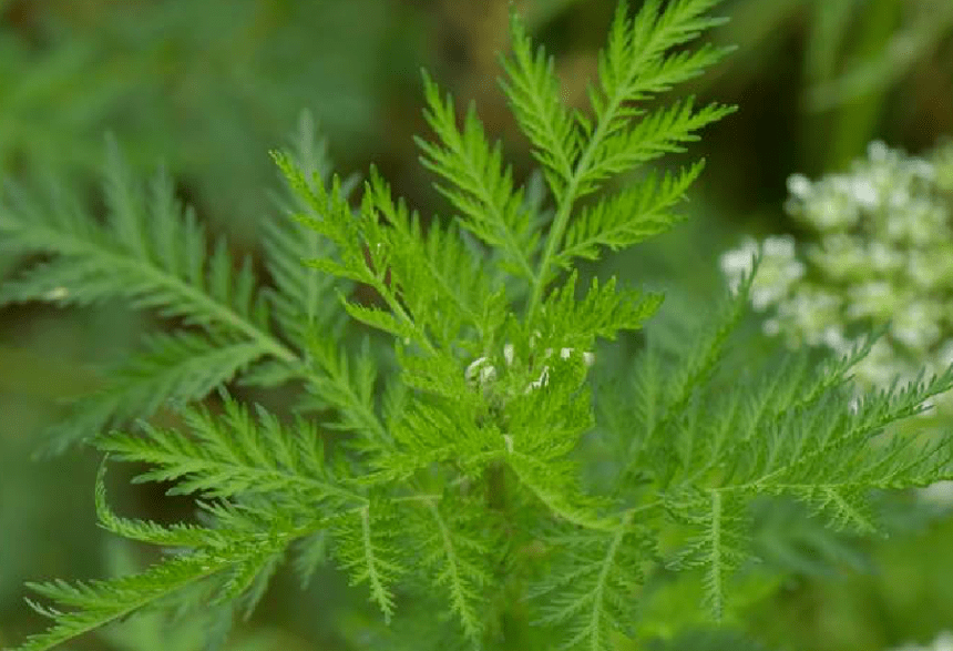 这里有一个关于崇明苦草的大胆猜测