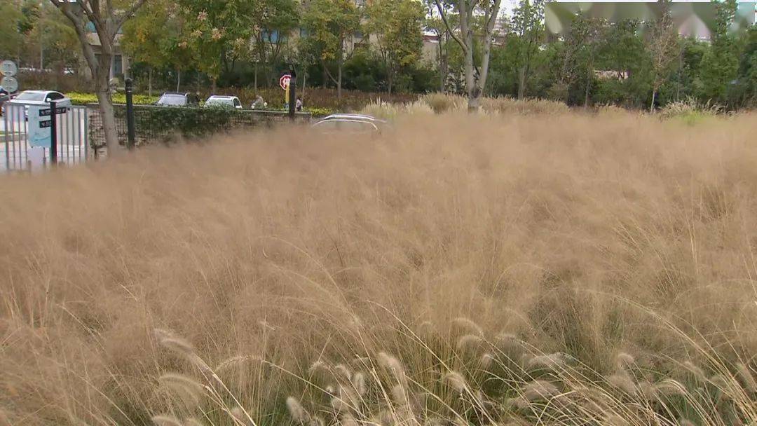 粉黛乱子草花期已过为何还有人来这里打卡