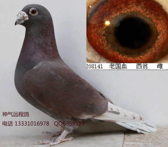 养鸽方法无数,适合自己的就是最好的