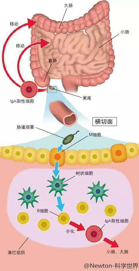 阑尾的作用