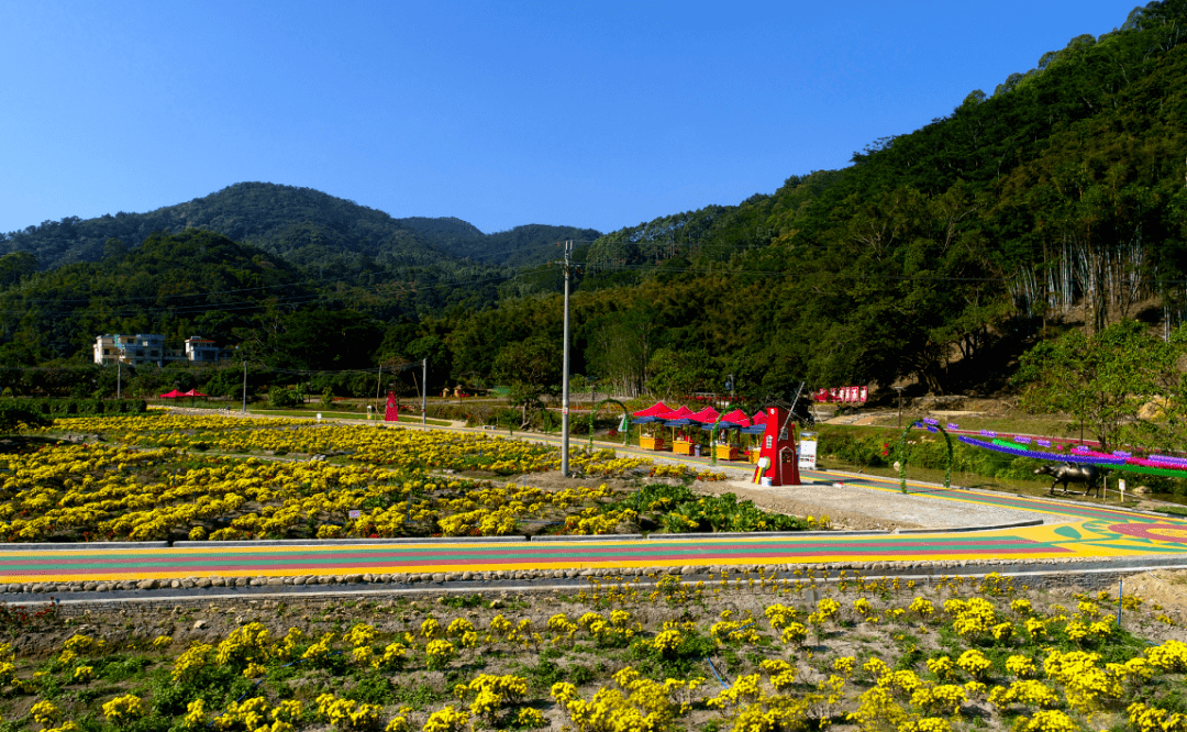 蜜菊花海 走进小楼镇邓山村 80亩增城蜜菊正在灿然怒放 为邓山村铺