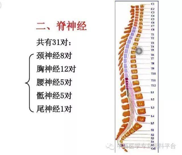 三十一对脊神经走形与支配(超详细图解)