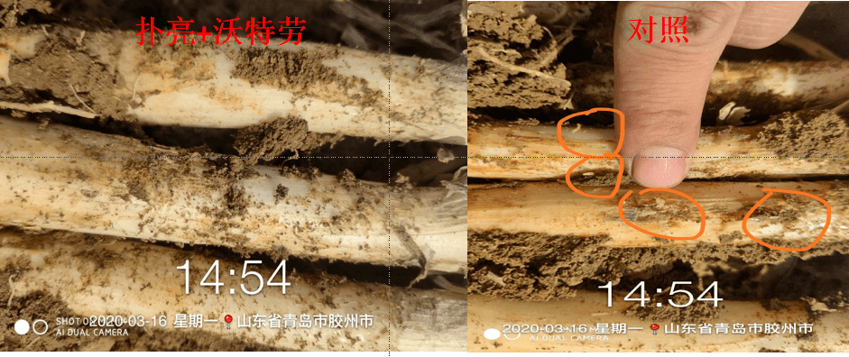 怎样防止大蒜地蛆 65d823ebc66440f4864d6711b86e61f8.png