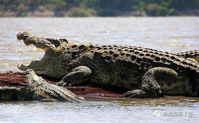 【看天下】巨鳄"古斯塔夫"传奇_鳄鱼