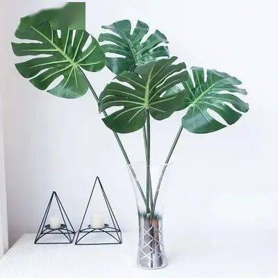 龟背竹养殖方法大全集 bdd70998c58e4e31b6d67958579f0c8b.jpeg