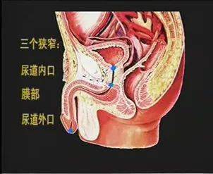 尿道膜部;尿道外口:最窄男性成人尿道长,弯,细,长18～20cm男性尿道的