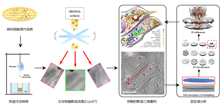 冷冻电镜助力破译大脑的分子密码