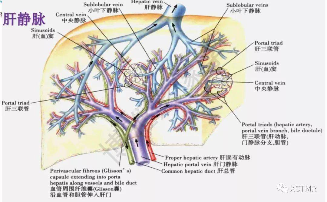 收藏丨肝脏分叶分段的影像解剖